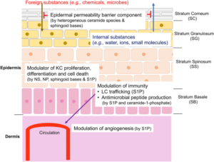 The Role of Ceramides in Skin Health