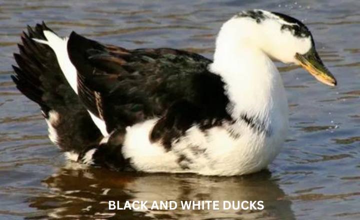 black and white duck breeds