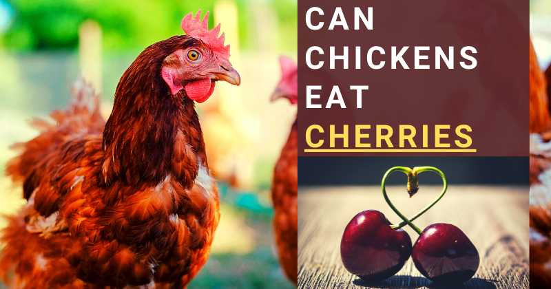 can chickens eat cherries