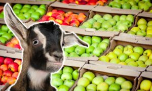 can goats eat apples