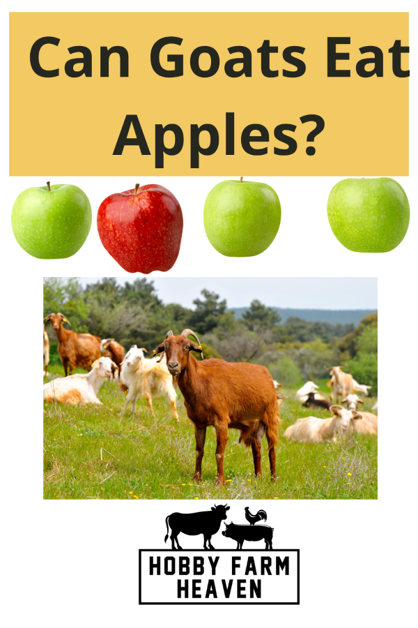 can goats eat apples