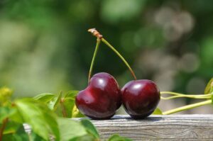 A Guide to Safely Feeding Cherries to Your Flock