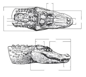 Anatomy of the Alligator Head