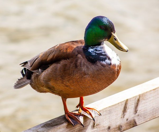 Understanding the Price of Ducklings and Adult Ducks